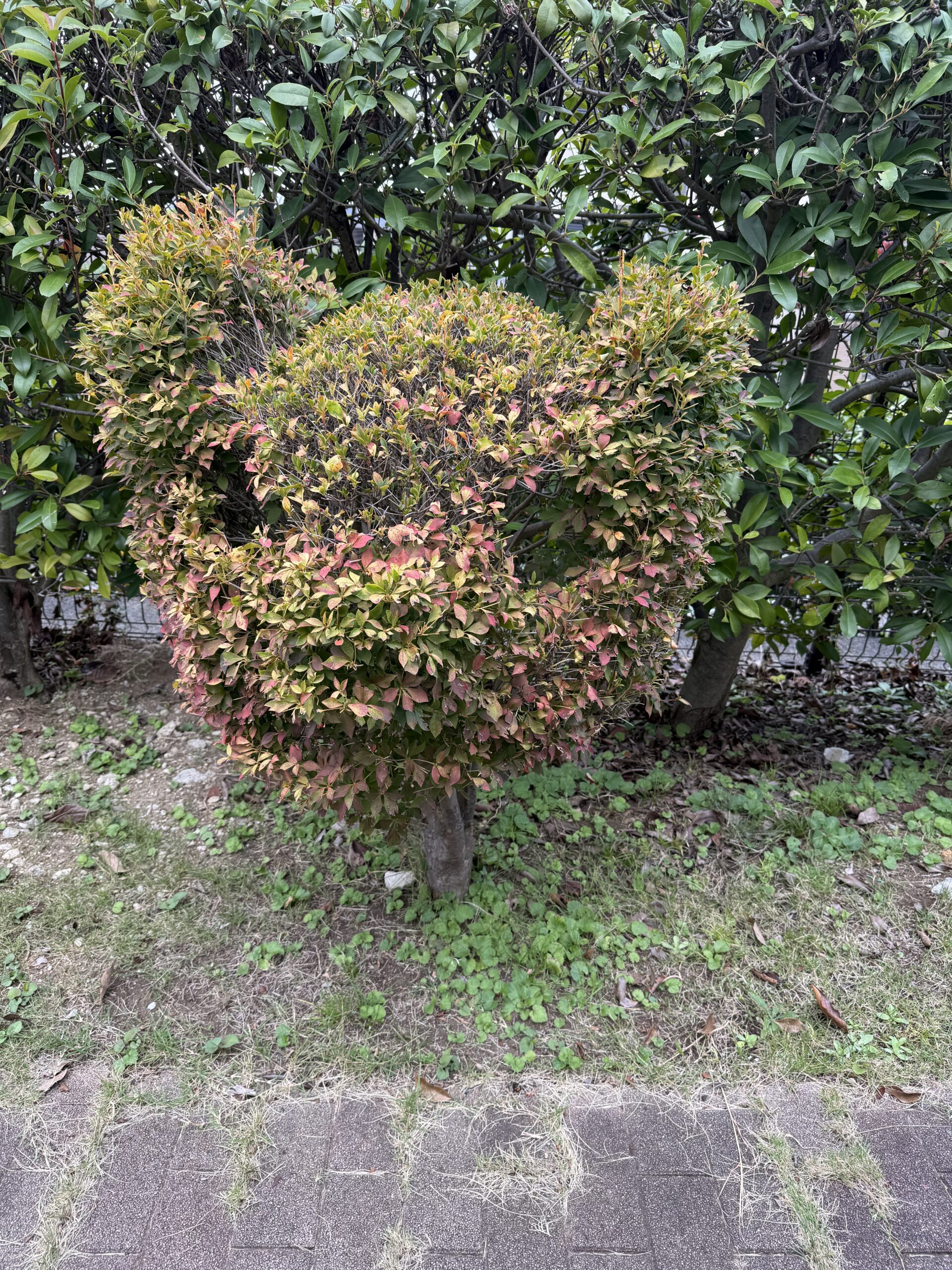 ぜひ見て下さい